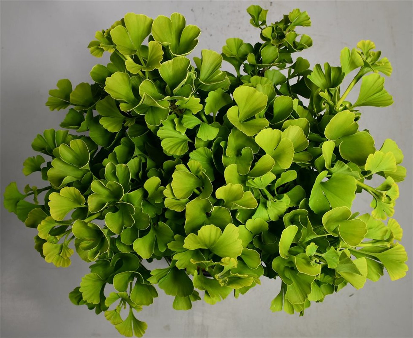Ginkgo bil. 'Mariken' - 40 CM Stem C12